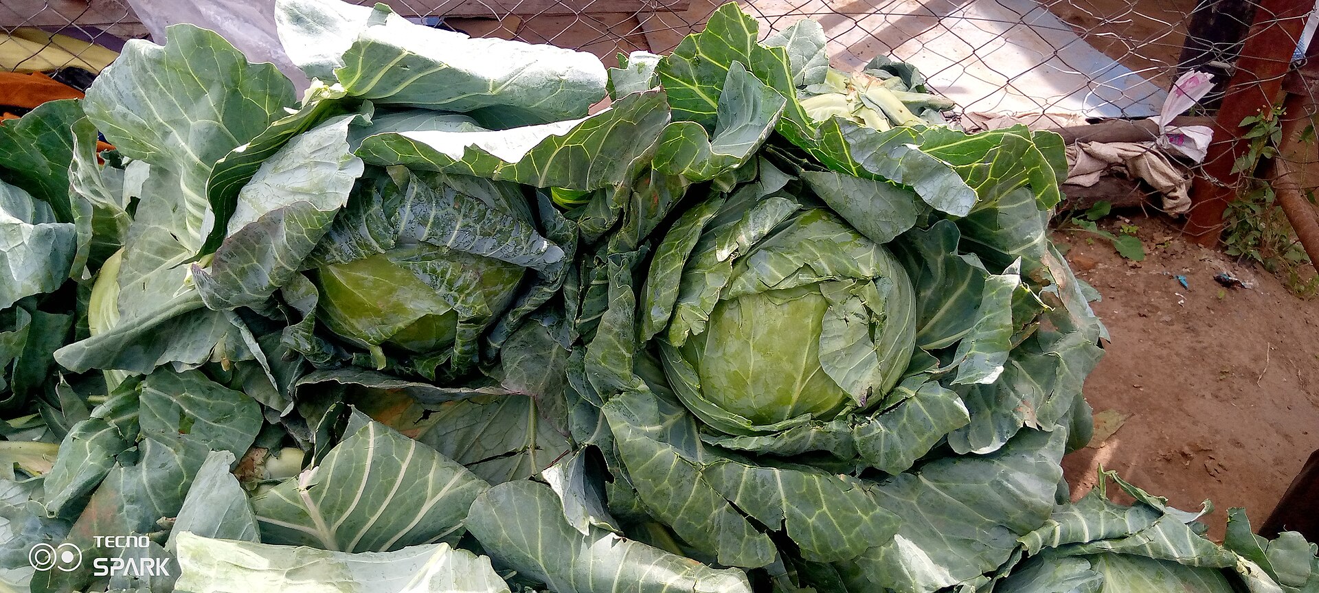 Cabbage is the cheapest thing in the store from September to March
