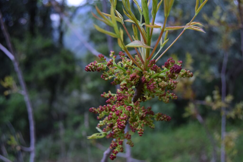 Coarse dark red ground sumac heaped in a small dish beside a metal spoon