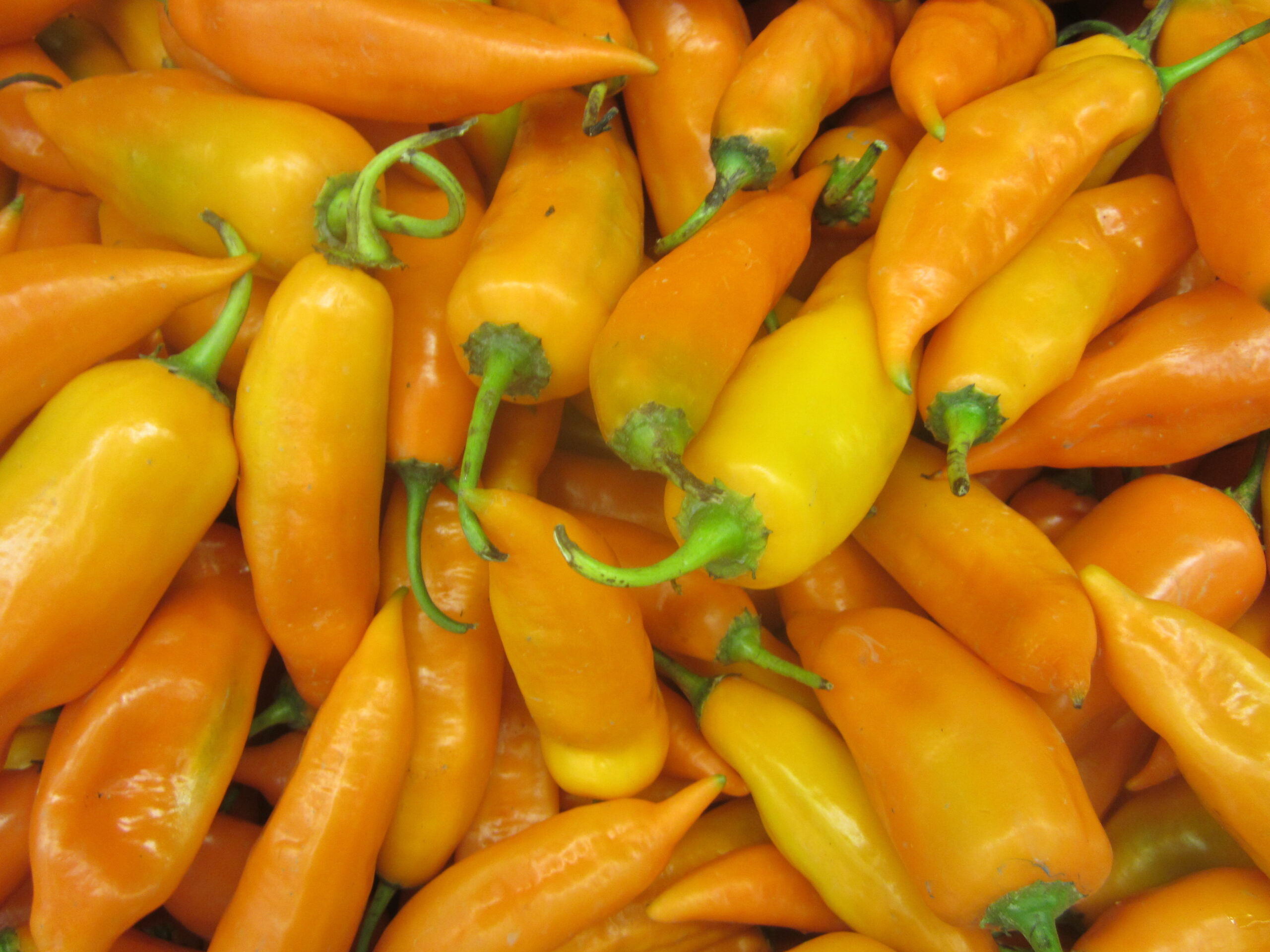 Aji amarillo, bread, and walnuts make the yellow chicken of Lima