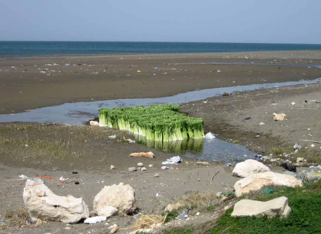 A bundle of leeks with white stems and dark green tops lying on a damp countertop