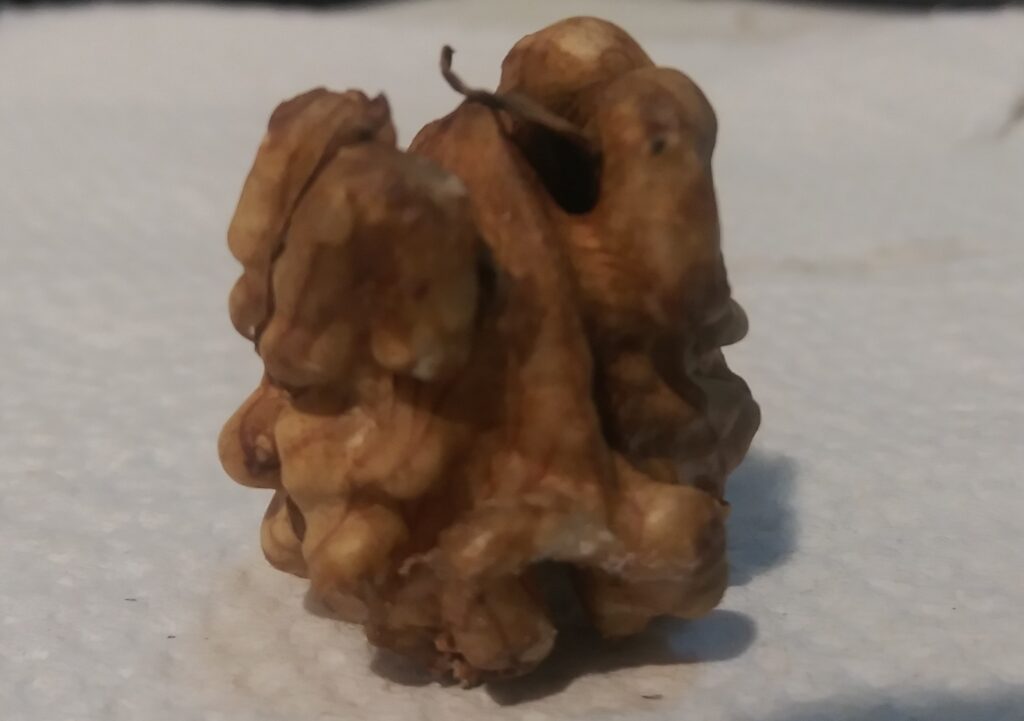 Halved walnut kernels heaped in a small ceramic bowl beside a few unbroken shells