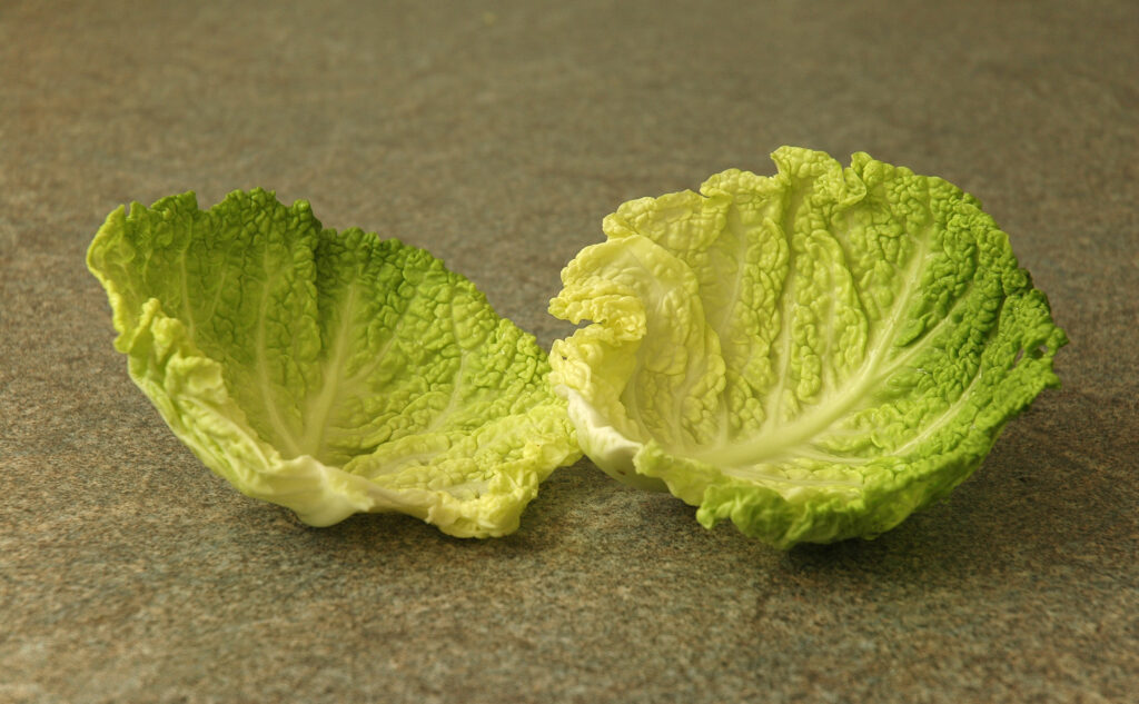 Crinkled dark green savoy cabbage leaves layered tightly around the head, seen up close