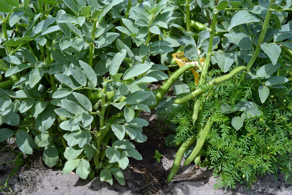 Small brown fava beans crushed in a shallow bowl under olive oil, parsley and lemon wedges