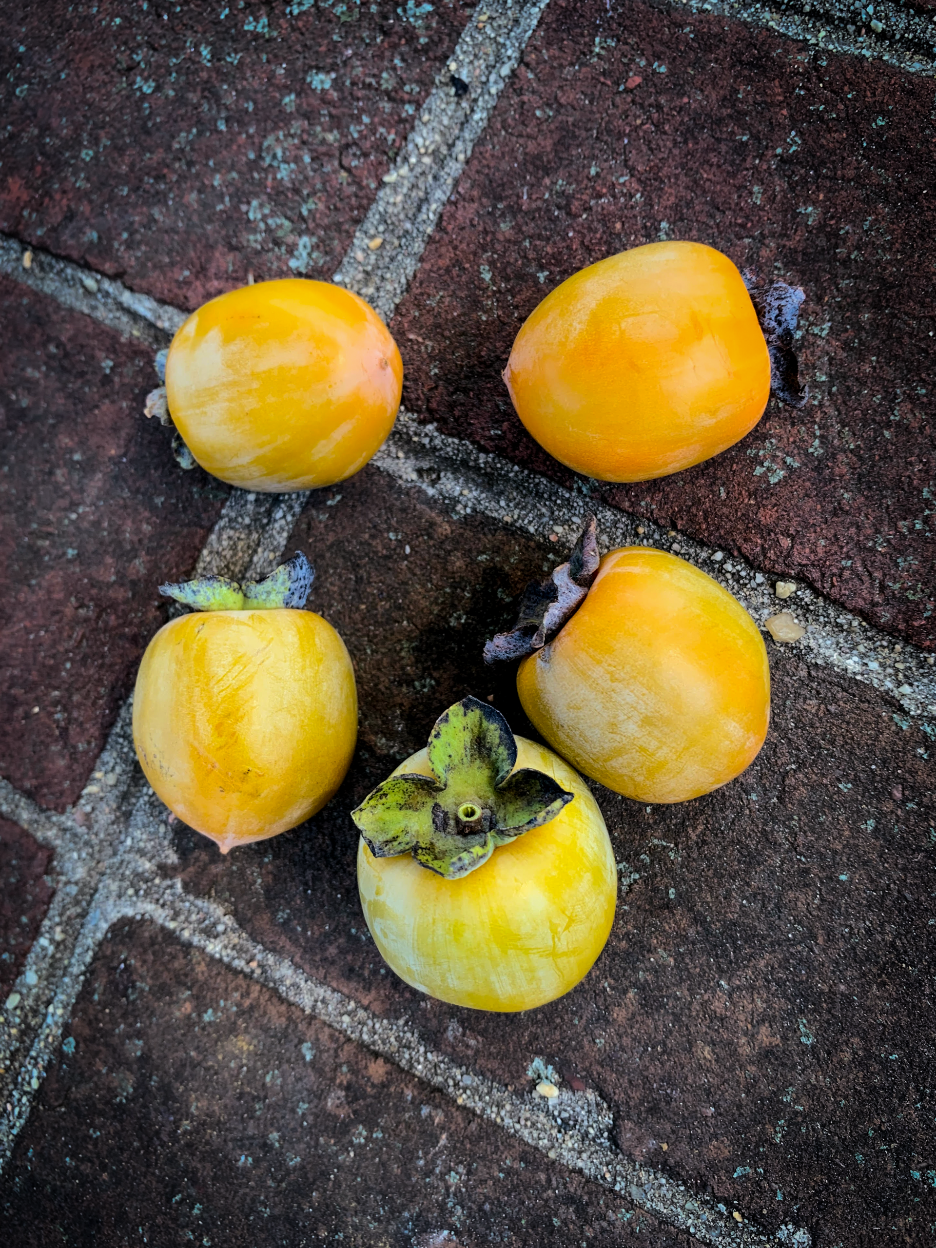 Persimmon pudding only works with a hachiya collapsed to mush