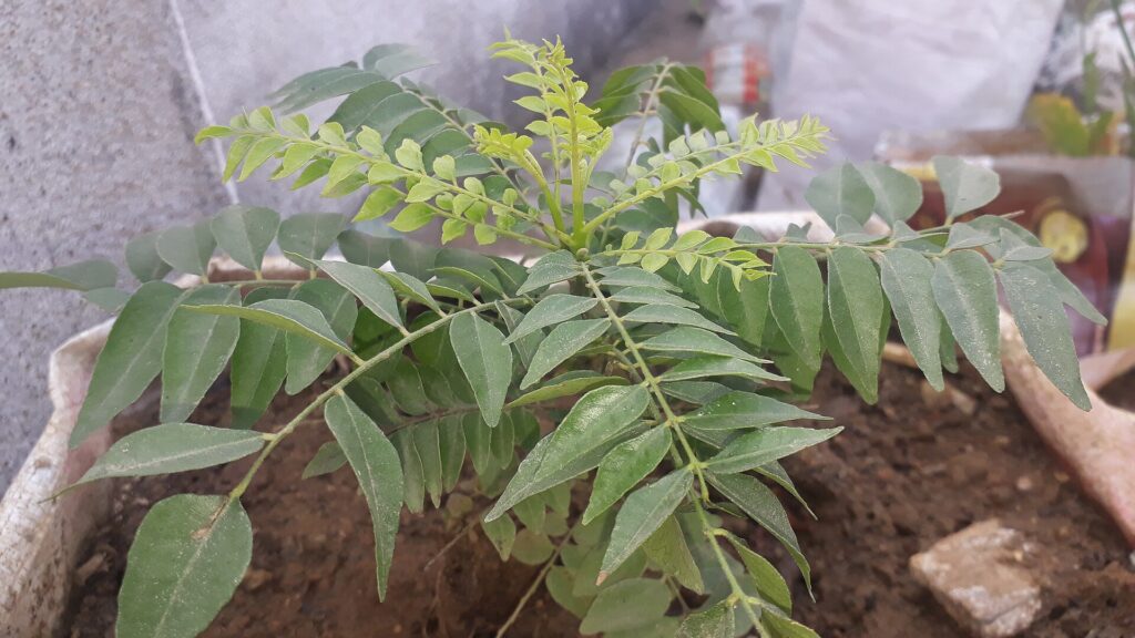 Glossy dark green curry leaves still attached to their thin central stalk