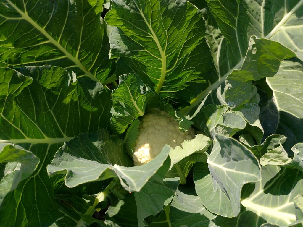 Broad green leaves with thick pale ribs pulled from the base of a cauliflower head