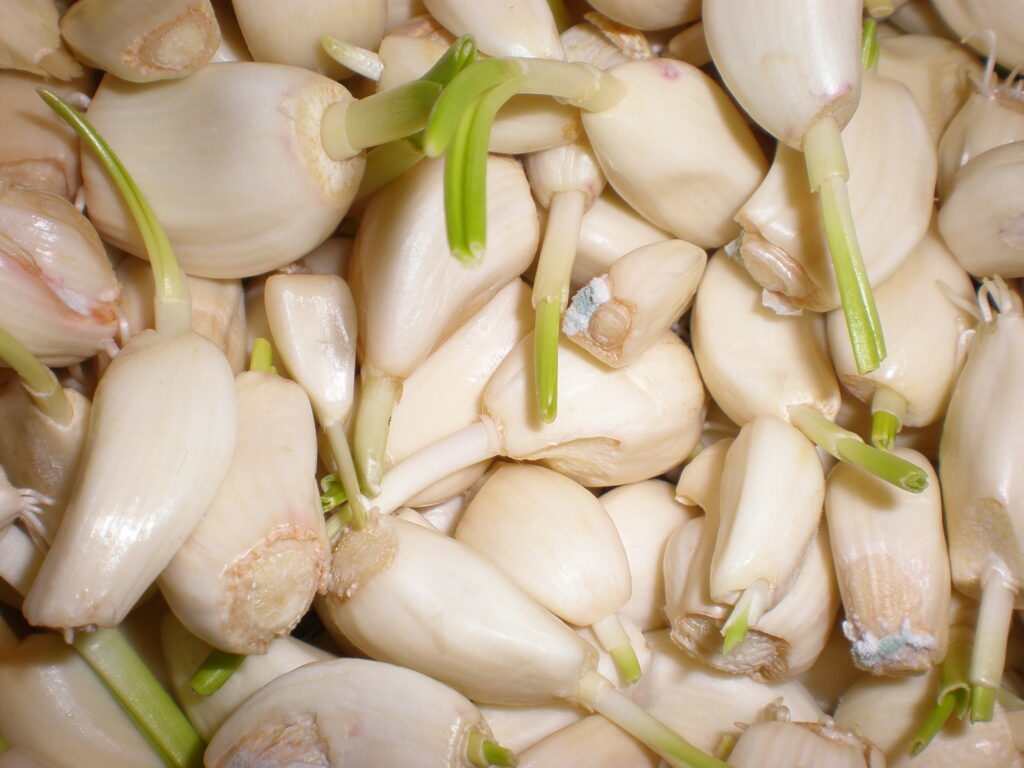 A pile of peeled garlic cloves beside a bowl of thick white emulsified sauce