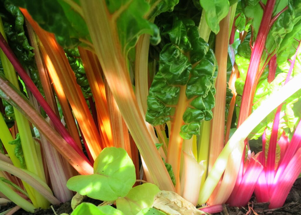 Chard leaves with red, yellow and white stalks separated from the leaves on a board